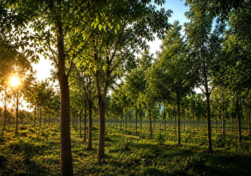 Vanya Farms