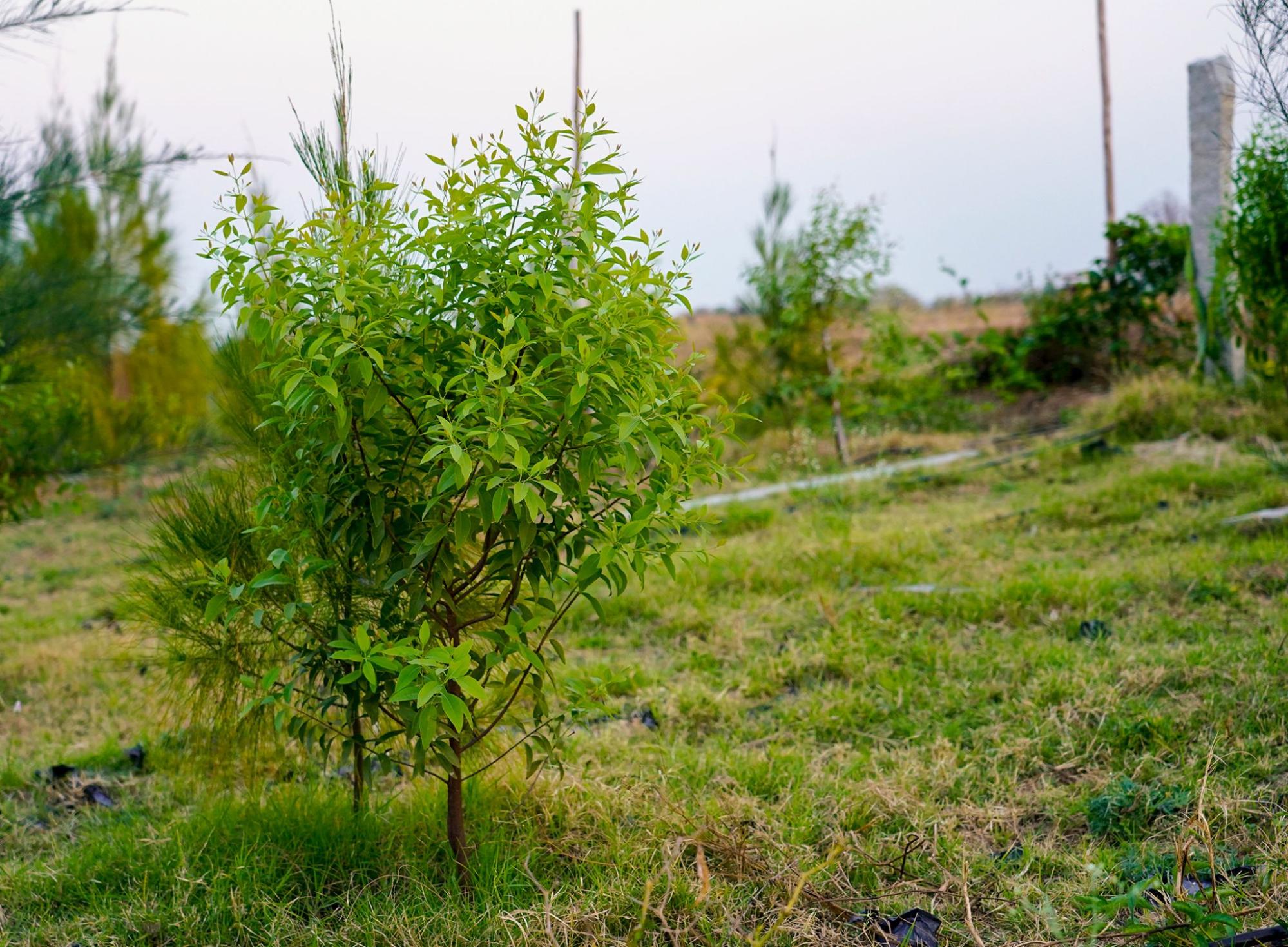 Sustainable ecological balance sprout and clean energy